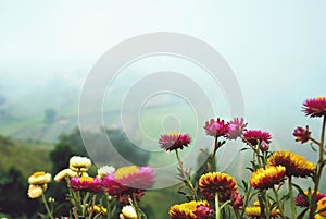 A colorful flower photo